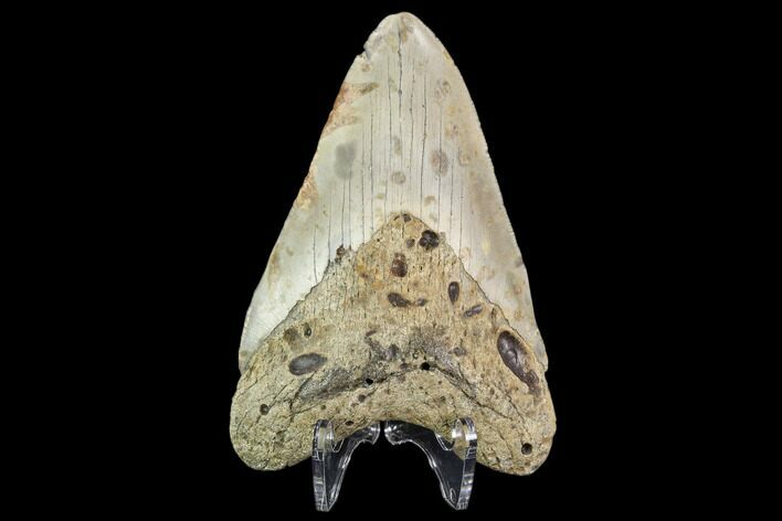 Fossil Megalodon Tooth - North Carolina #109665